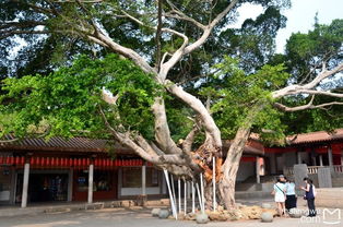 福建泉州 石鼓庙 南少林寺 清源山 开元寺 府文庙 清净寺